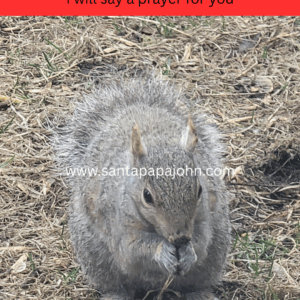 SPJ-WA-Squirrel