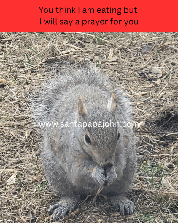 SPJ-WA-Squirrel